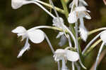 White fringed orchid